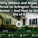 Complete Guide to Mildew Removal for Arlington Texas Homes